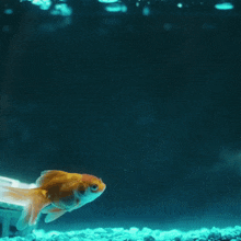 a man looking at a fish in a tank