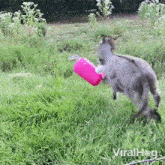 Playing With Toy Donkey GIF - Playing With Toy Donkey Viralhog GIFs