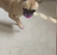 Lipstick Dog GIF - Lipstick Dog Pink GIFs