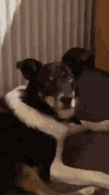a black and white dog is laying on a couch .