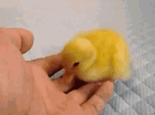 Hungry GIF - Duck Duckling Hungry GIFs