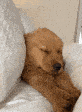 Puppy Sleepy GIF - Puppy Sleepy Dog GIFs