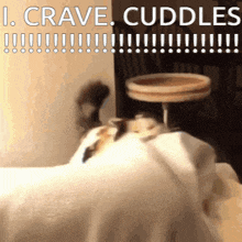 Cta Fast GIF - Cta Fast Cat Crave Cuddles GIFs