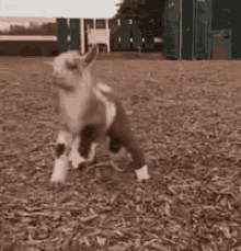Baby Goat GIF - Baby Goat Boing GIFs