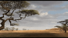 a tree in the middle of a field with a cloudy sky behind it