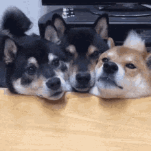 Dogs Food Begging GIF - Dogs Food Begging Dragon GIFs