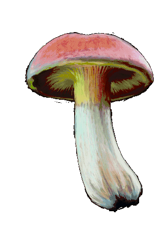 Mushroom Pilz Sticker - Mushroom Pilz Psy Stickers
