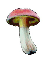 Mushroom Pilz Sticker
