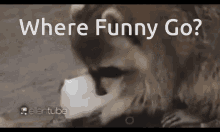 Where Funny Raccoon GIF - Where Funny Raccoon Where Funny Go GIFs