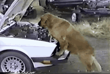 Car Dog GIF - Car Dog GIFs