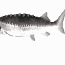 Spinfish GIF