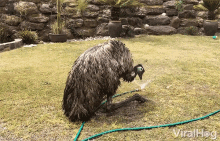 Drinking Thirsty GIF - Drinking Thirsty Tired GIFs