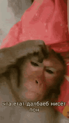 a monkey laying on a bed with a caption in a foreign language