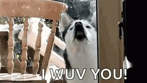 Funny Animals I Love You GIF - Funny Animals I Love You - Discover & Share  GIFs
