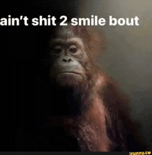 Monkey Images GIF - Monkey Images GIFs