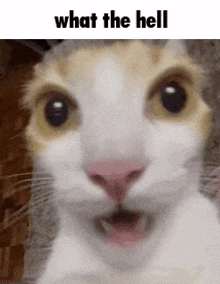 What The Hell Cat GIF - What The Hell Cat Silly GIFs