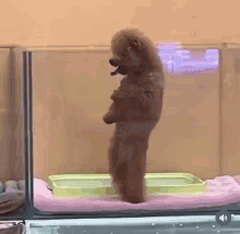 a small brown dog is standing on its hind legs in a container