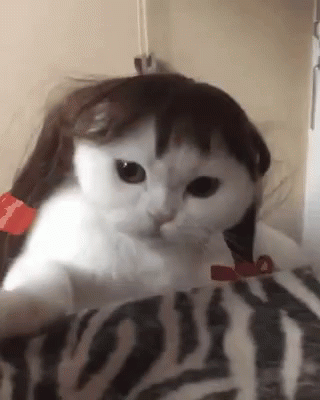 cats-in-wigs-funny-animals.gif