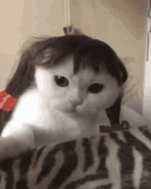 Cats In Wigs Funny Animals GIF - Cats In Wigs Funny Animals Braids GIFs