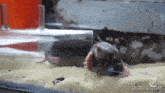 a gif from gifrun.com shows a mouse laying in a glass container