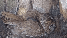Brooding Tawny Owl GIF - Brooding Tawny Owl Robert E Fuller GIFs