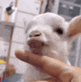 Goat Goat Overbite GIF - Goat Goat Overbite Overbite GIFs