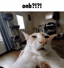 Onb Ong GIF - Onb Ong Fr GIFs