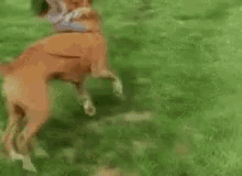 a dog is wearing a costume and running in a field .