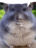 a close up of a chinchilla looking at the camera with a white background