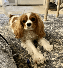 Cavalier King Charles Spaniel Cute Dog GIF - Cavalier King Charles Spaniel Cavalier Cute Dog GIFs