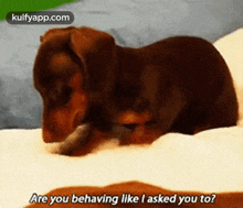 Are You Behaving Like I Asked You To?.Gif GIF - Are You Behaving Like I Asked You To? Hound Canine GIFs