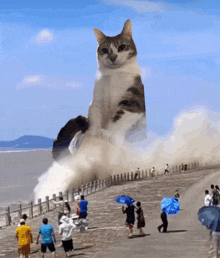 GIF