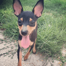 Minature Pinscher Kisses For You GIF