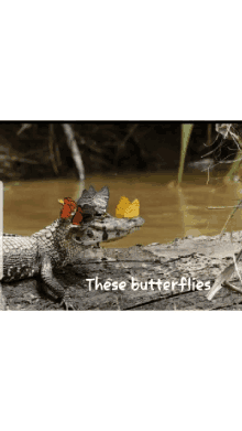 these butterflies arouse me butterflies crocodile butterflies and crocodile