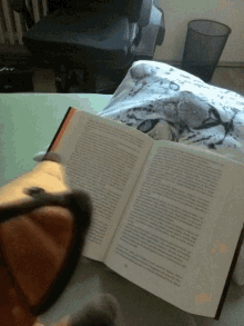 Foxy Reading GIF - Foxy Reading Book GIFs