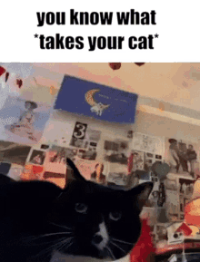 Takes Your Cat GIF