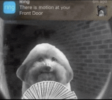 a dog is holding a fan of playing cards in front of a ring logo