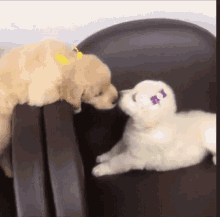 Puppy Dogs GIF