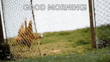 a bunch of chickens behind a chain link fence with the words good morning written on it .