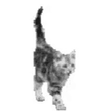 Katt GIF - Katt GIFs