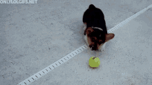 Puppy Ball GIF - Puppy Ball Panic GIFs