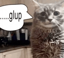 a cat with a speech bubble that says glup on it .