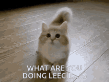 Leecie Cat GIF - Leecie Cat Confused GIFs