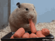 Deepthroat Hamster GIF - Deepthroat Hamster Eating GIFs