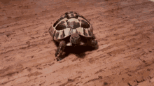 Turtle Tortoise GIF - Turtle Tortoise Run GIFs