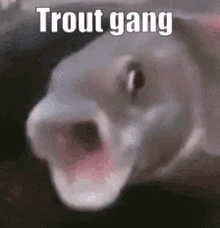 Trout Gang Tg GIF - Trout Gang Tg New World GIFs