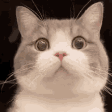 Tudou Mr Potato Cat GIF - Tudou Mr Potato Cat Cat Confused GIFs
