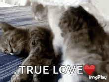 Cat Love GIF - Cat Love Huge GIFs