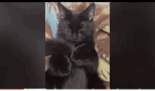 Cats Funny Animals GIF - Cats Funny Animals Black Cat GIFs