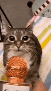 Cat Meow GIF - Cat Meow Microphone GIFs